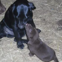 Max, a male Labrador Retriever for sale in Marathon, NY – Photo 3 of 10