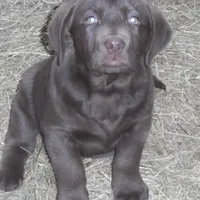Max, a male Labrador Retriever for sale in Marathon, NY – Photo 1 of 10