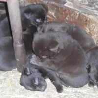 Max, a male Labrador Retriever for sale in Marathon, NY – Photo 7 of 10