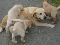 Bruiser, a male Labrador Retriever for sale in Marathon, NY – Photo 4 of 10