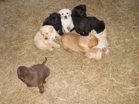 Bruiser, a male Labrador Retriever for sale in Marathon, NY – Photo 9 of 10