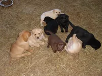 Bruiser, a male Labrador Retriever for sale in Marathon, NY – Photo 8 of 10