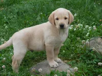 Bruiser, a male Labrador Retriever for sale in Marathon, NY – Photo 2 of 10
