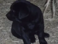 Black Tooco, a male Labrador Retriever for sale in Marathon, NY – 2 of 10