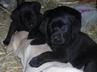 Corina, a female Labrador Retriever for sale in Marathon, NY – 7 of 10
