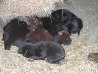 Buddy, a male Labrador Retriever for sale in Marathon, NY – Photo 5 of 10