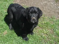 Buddy, a male Labrador Retriever for sale in Marathon, NY – Photo 1 of 10
