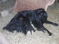 Buddy, a male Labrador Retriever for sale in Marathon, NY – Photo 7 of 10