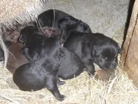 Buddy, a male Labrador Retriever for sale in Marathon, NY – Photo 10 of 10