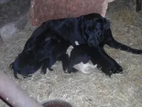 Buddy, a male Labrador Retriever for sale in Marathon, NY – Photo 4 of 10