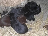 Buddy, a male Labrador Retriever for sale in Marathon, NY – Photo 6 of 10