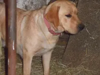 Buddy, a male Labrador Retriever for sale in Marathon, NY – Photo 8 of 10