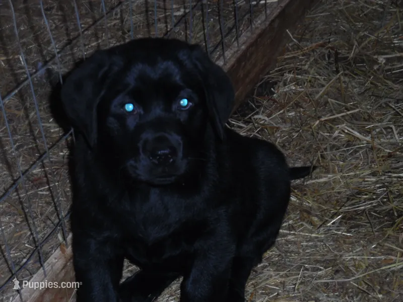 Black Tooco – Labrador Retriever puppy on hold in Marathon, NY