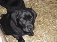 Black Tooco, a male Labrador Retriever for sale in Marathon, NY – 5 of 10