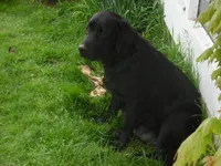 Baby, a female Border Collie and Labrador Retriever for sale in Marathon, NY – Photo 6 of 10