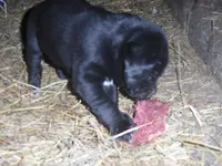 Baby, a female Border Collie and Labrador Retriever for sale in Marathon, NY – Photo 3 of 10
