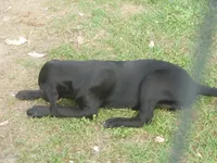 Baby, a female Border Collie and Labrador Retriever for sale in Marathon, NY – Photo 9 of 10