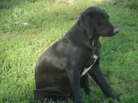 Baby, a female Border Collie and Labrador Retriever for sale in Marathon, NY – Photo 2 of 10