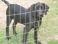 Baby, a female Border Collie and Labrador Retriever for sale in Marathon, NY – Photo 7 of 10