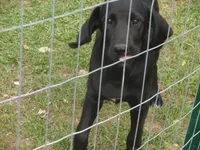 Baby, a female Border Collie and Labrador Retriever for sale in Marathon, NY – Photo 10 of 10