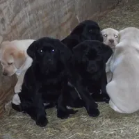 Black Tuco, a male Labrador Retriever for sale in Marathon, NY – Photo 2 of 10