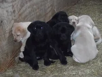 Black Tuco, a male Labrador Retriever for sale in Marathon, NY – Photo 2 of 10