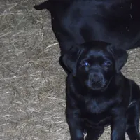 Black Tuco, a male Labrador Retriever for sale in Marathon, NY – Photo 6 of 10