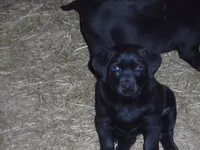 Black Tuco, a male Labrador Retriever for sale in Marathon, NY – Photo 6 of 10