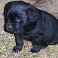 Black Tuco, a male Labrador Retriever for sale in Marathon, NY – Photo 9 of 10
