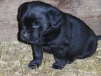 Black Tuco, a male Labrador Retriever for sale in Marathon, NY – Photo 9 of 10