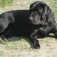 Black Tuco, a male Labrador Retriever for sale in Marathon, NY – Photo 8 of 10
