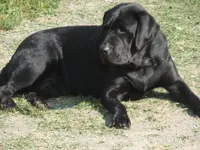 Black Tuco, a male Labrador Retriever for sale in Marathon, NY – Photo 8 of 10