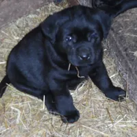 Black Tuco, a male Labrador Retriever for sale in Marathon, NY – Photo 10 of 10