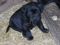 Black Tuco, a male Labrador Retriever for sale in Marathon, NY – Photo 10 of 10