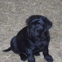 Black Tuco, a male Labrador Retriever for sale in Marathon, NY – Photo 1 of 10