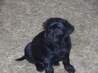 Black Tuco, a male Labrador Retriever for sale in Marathon, NY – Photo 1 of 10