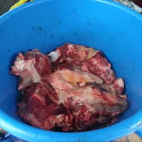 Black Tuco, a male Labrador Retriever for sale in Marathon, NY – Photo 4 of 10