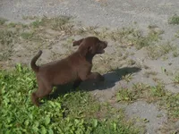 Boo Boo, a  Labrador Retriever for sale in Marathon, NY – 5 of 10
