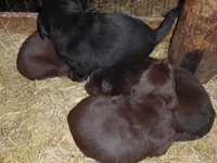 Brownie, a female Labrador Retriever for sale in Marathon, NY – Photo 8 of 10