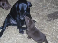 Brownie, a female Labrador Retriever for sale in Marathon, NY – Photo 1 of 10