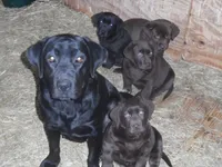 Brownie, a female Labrador Retriever for sale in Marathon, NY – Photo 4 of 10
