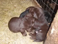 Brownie, a female Labrador Retriever for sale in Marathon, NY – Photo 9 of 10