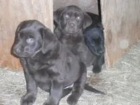 Brownie, a female Labrador Retriever for sale in Marathon, NY – Photo 3 of 10