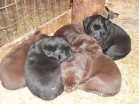 Brownie, a female Labrador Retriever for sale in Marathon, NY – Photo 10 of 10