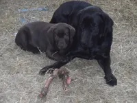 Brownie, a female Labrador Retriever for sale in Marathon, NY – Photo 2 of 10
