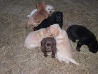 Brownie, a female Labrador Retriever for sale in Marathon, NY – Photo 7 of 10