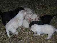 Bruiser, a male Labrador Retriever for sale in Marathon, NY – 2 of 10