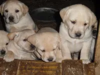 Red Handed Bandit-Caught, a male Labrador Retriever for sale in Marathon, NY – Photo 7 of 10
