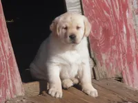 Red Handed Bandit-Caught, a male Labrador Retriever for sale in Marathon, NY – Photo 3 of 10
