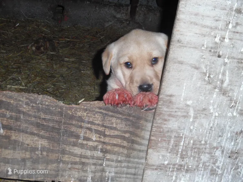 Red Handed Bandit-Caught